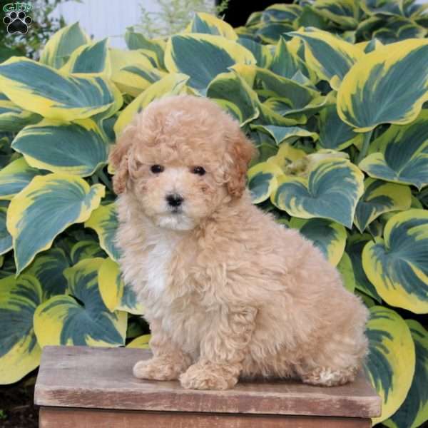Honey, Maltipoo Puppy